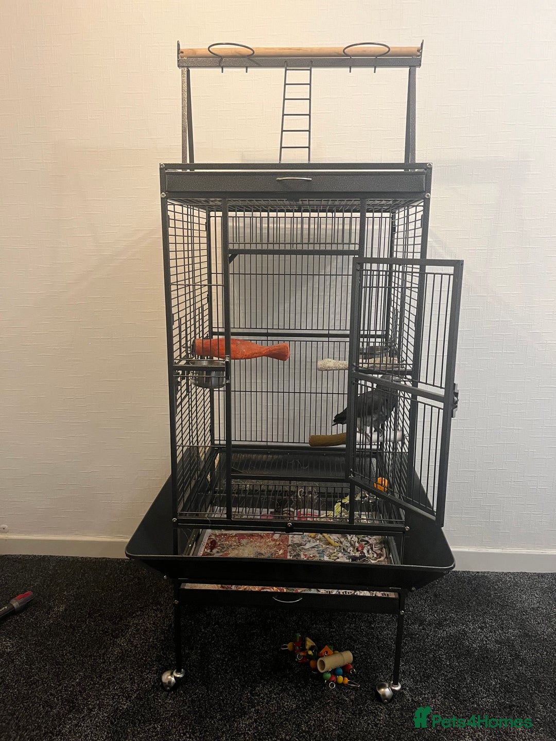 Parrots birds for sale: Timneh African grey - Advert 3