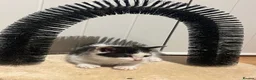 Mixed Breed cats for sale: Part ragdol kittens READY TO LEAVE  - Advert 4