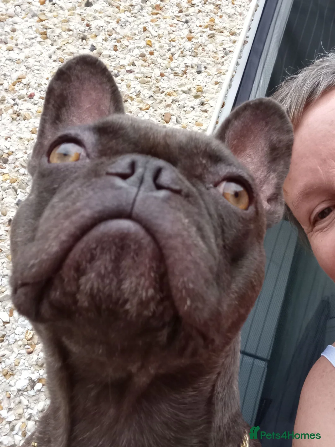 French Bulldog dogs for sale: Lola needs a new home - Advert 4