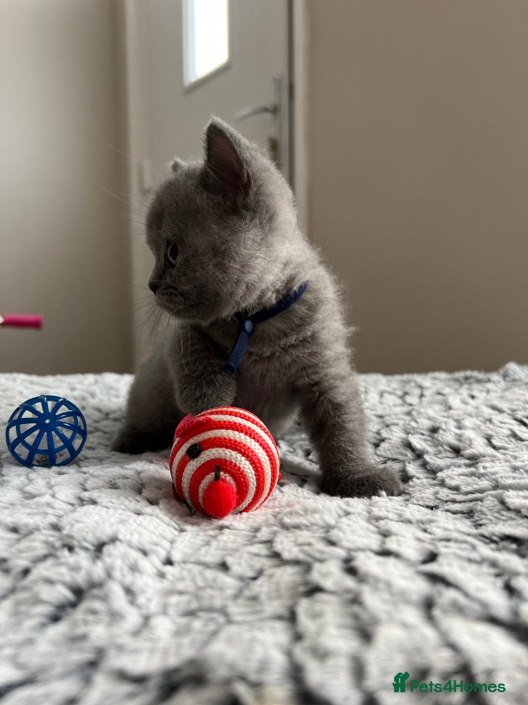 British Shorthair cats for sale: Beautiful British Shorthair Kittens - Image 3