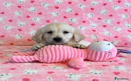 Golden Retriever dogs for sale: Beautiful golden retriever puppies for sale  - Image 15