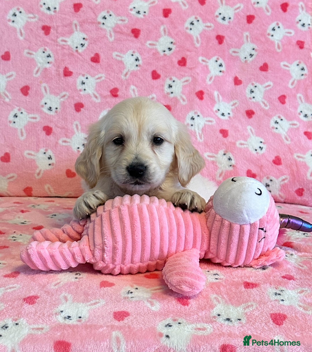 Golden Retriever dogs for sale: Beautiful golden retriever puppies for sale  - Image 15