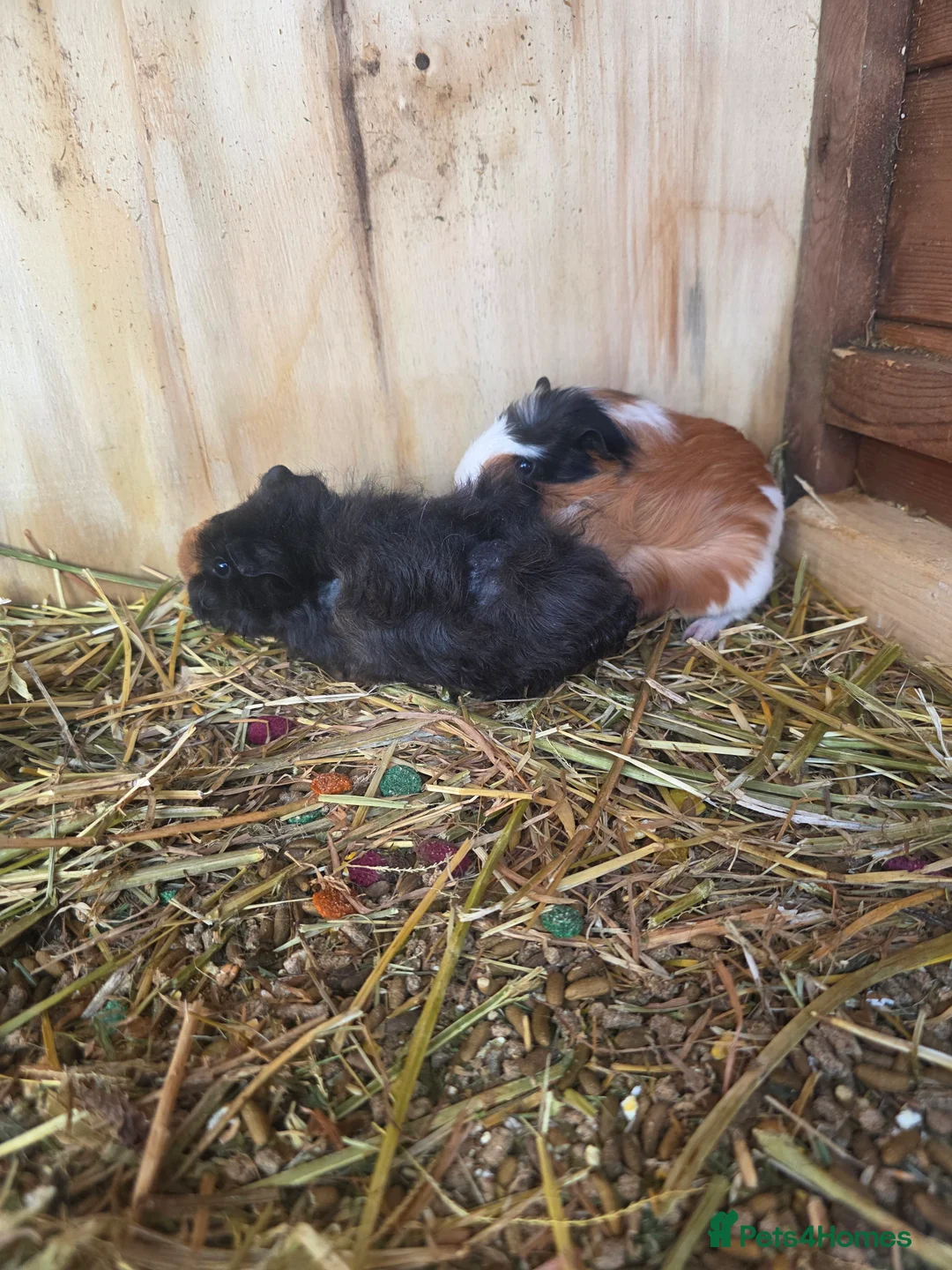 Guinea Pig rodents for sale: Guinea pigs  - Advert 3