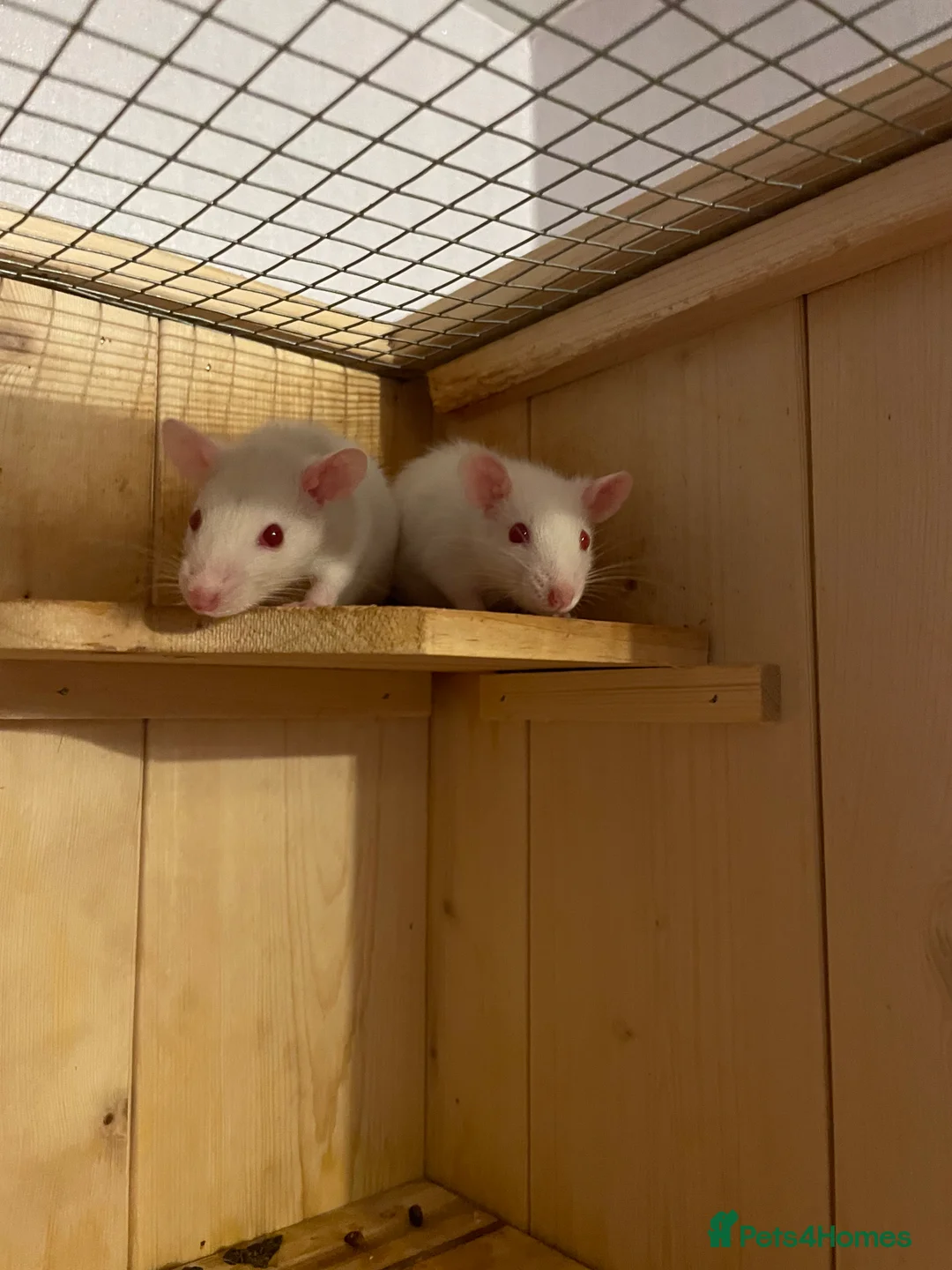 Rat rodents for sale: 4 Rat babies available  - Advert 1