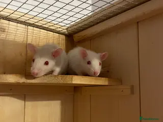 Rat rodents 4 Rat babies available - Advert 3