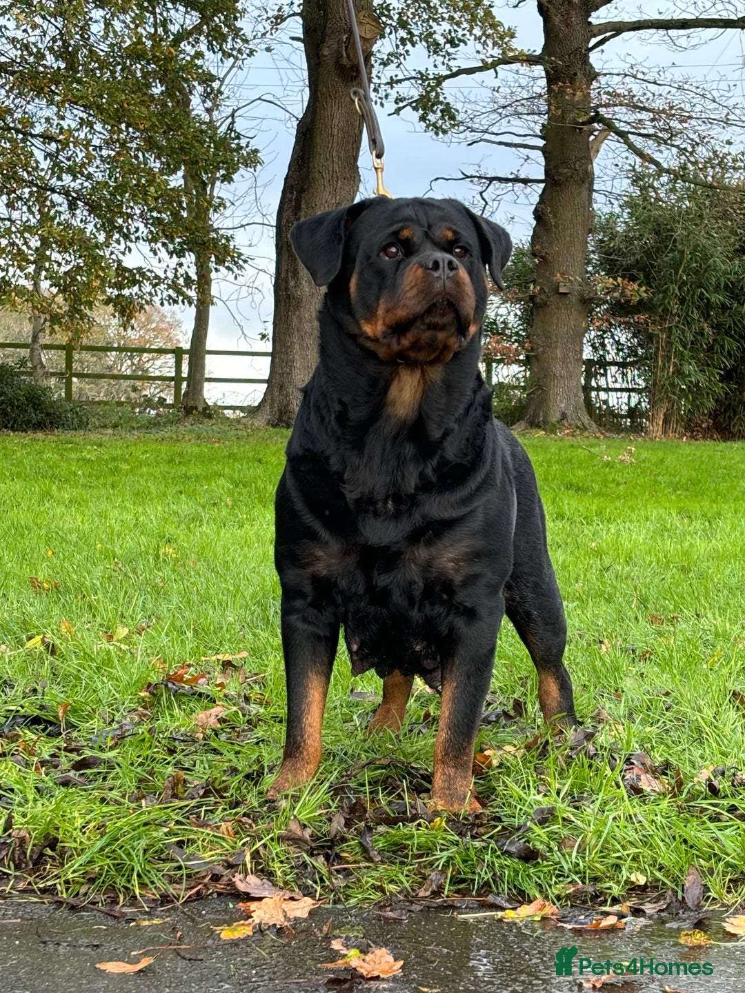 Rottweiler dogs for sale: 🏆 Champion Bred XL Rottweilers 🏆 - Advert 4