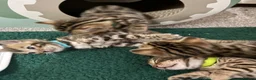 Bengal cats for sale: Amazing Bengal Kittens for sale  - Advert 8