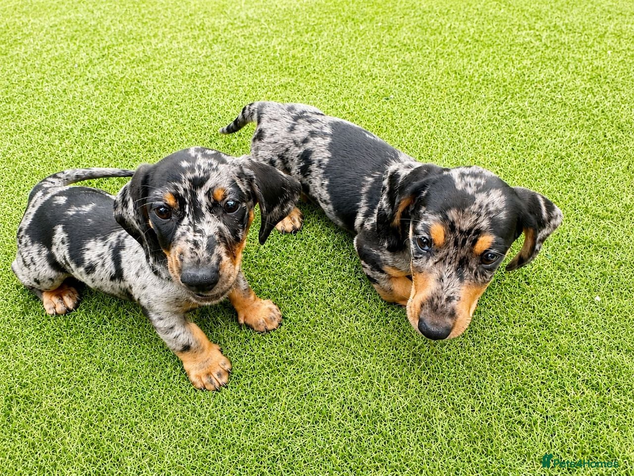 Miniature Dachshund dogs Miniature Dachshund Puppies, PRA clear - Advert 1