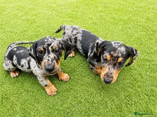 Miniature Dachshund dogs Miniature Dachshund Puppies, PRA clear - Advert 1