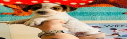 Jack Russell dogs for sale: A good Old Fashioned JR ❤️ - Advert 17