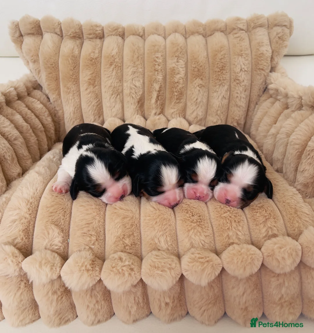 Cavalier King Charles Spaniel dogs for stud: HEALTH TESTED; PROVEN - IMPORTED STUD - Advert 2