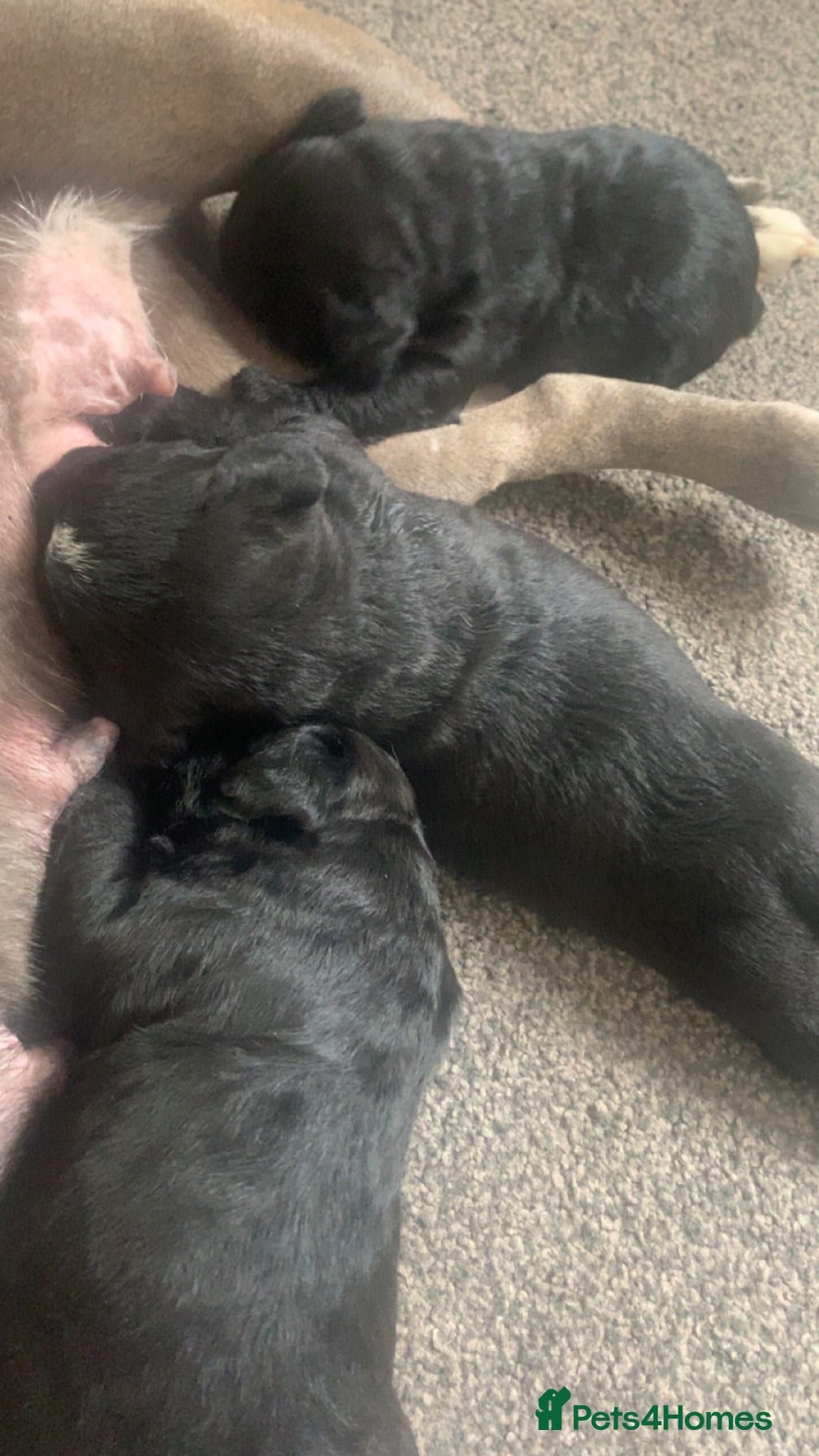 Mixed Breed dogs Cocker bulls - Advert 2
