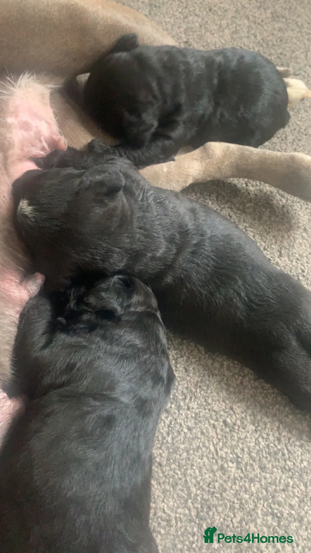 Mixed Breed dogs for sale: Cocker bulls in Peterlee - Advert 1