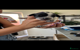 Cockapoo dogs for sale: Stunning cockapoo puppies - Image 10