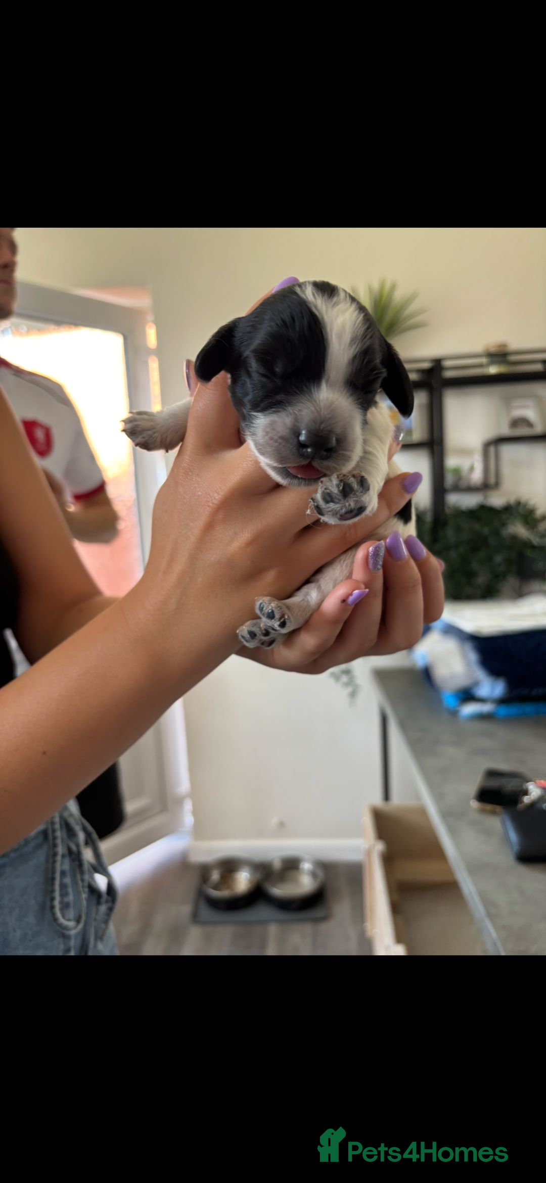 Cockapoo dogs for sale: Stunning cockapoo puppies - Image 10