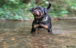 Rottweiler dogs for sale: 1 year 6 month rottweiler needs urgent rehoming - Image 17
