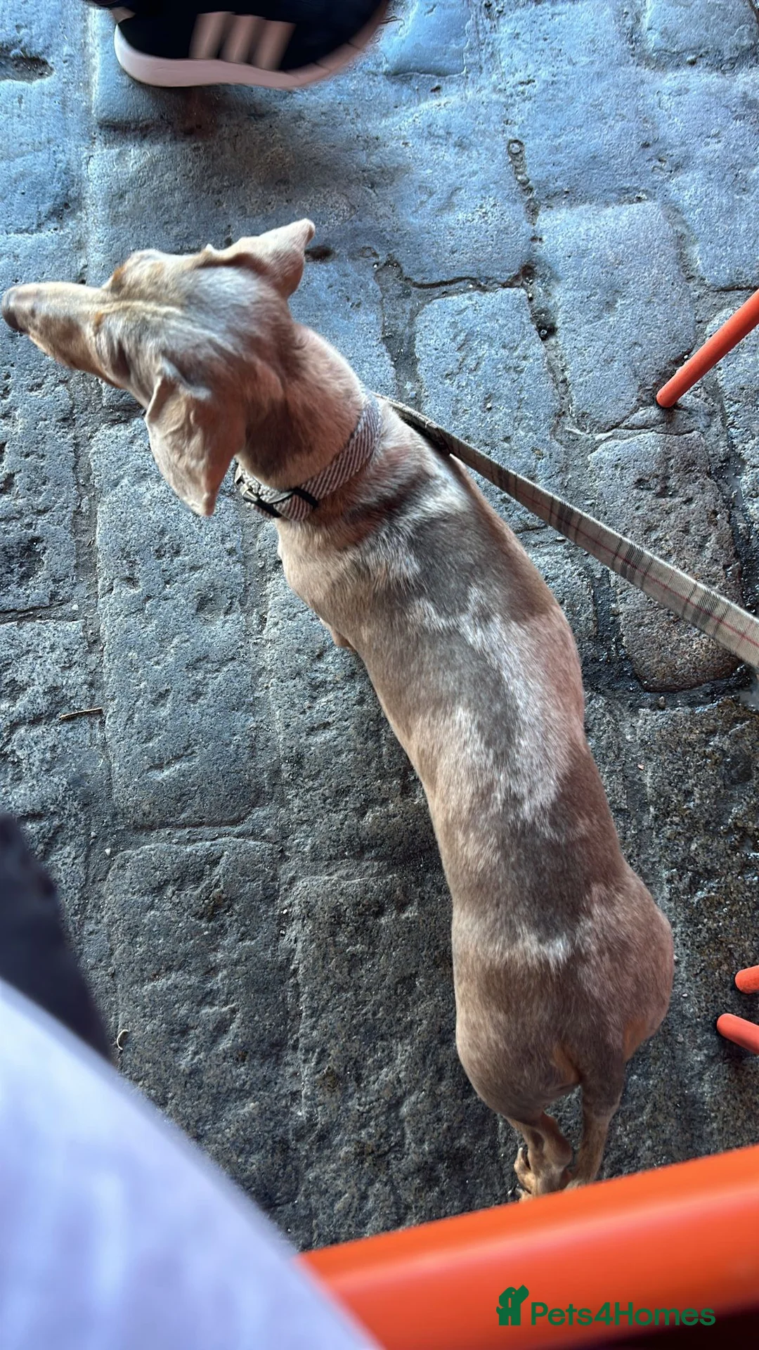 Miniature Dachshund dogs for sale: Amazing, Gentle, Loving Babi deserves more time - Advert 5