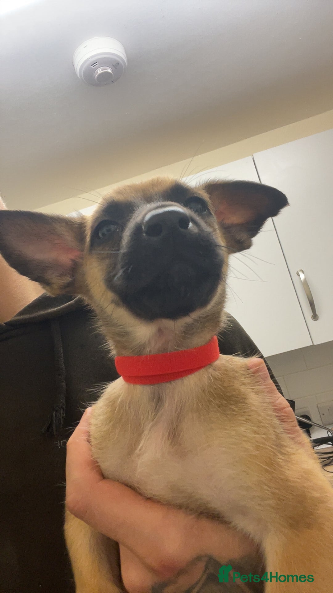 Belgian Shepherd Dog dogs for sale: Belgian Malinois Puppies - Image 10