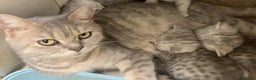 British Shorthair cats for sale: BSH Silver Shaded ( chinchilla) girl  - Advert 8