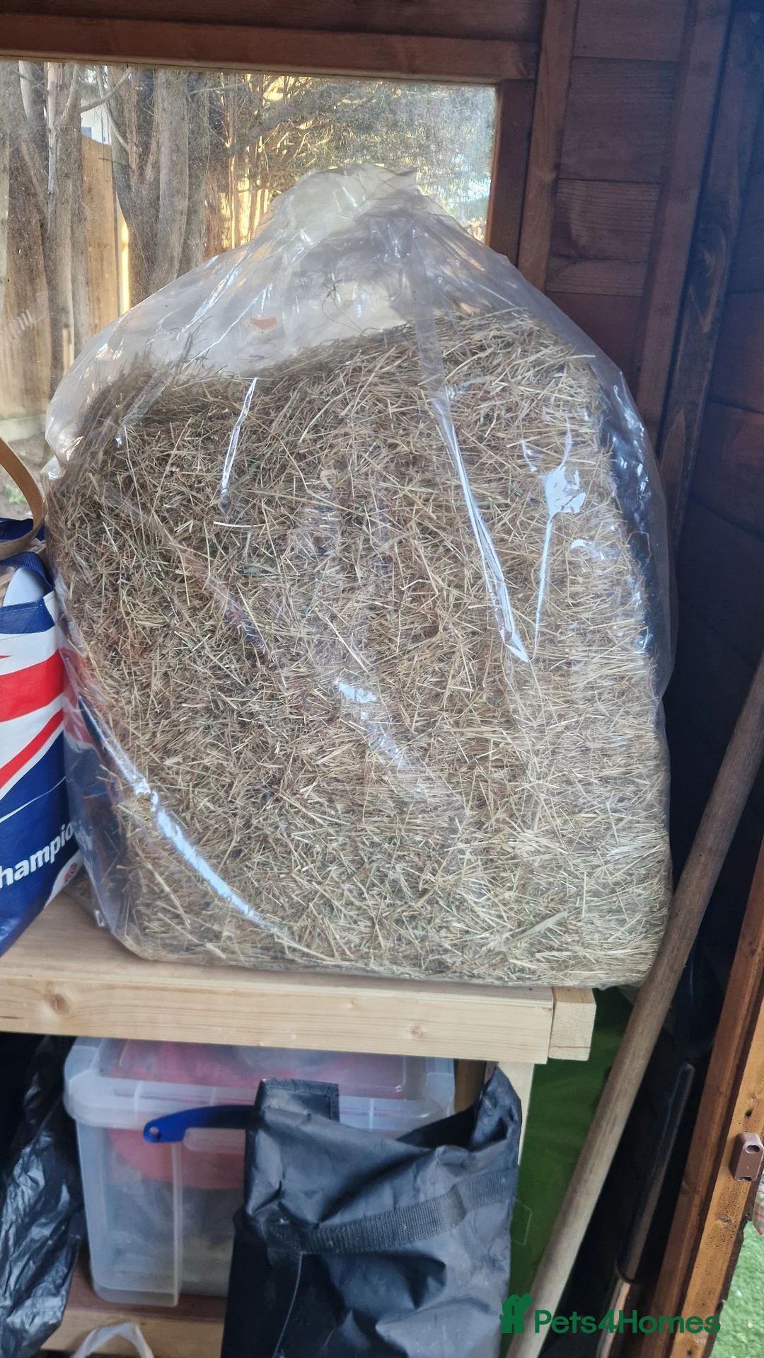 Guinea Pig rodents for sale: Two female guinea pigs - Poppy & Rosie in Chatham - Advert 6