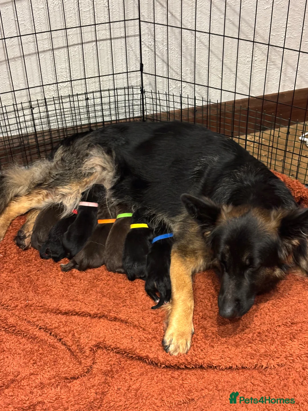 German Shepherd dogs for sale: German Shepherd pups - Advert 2