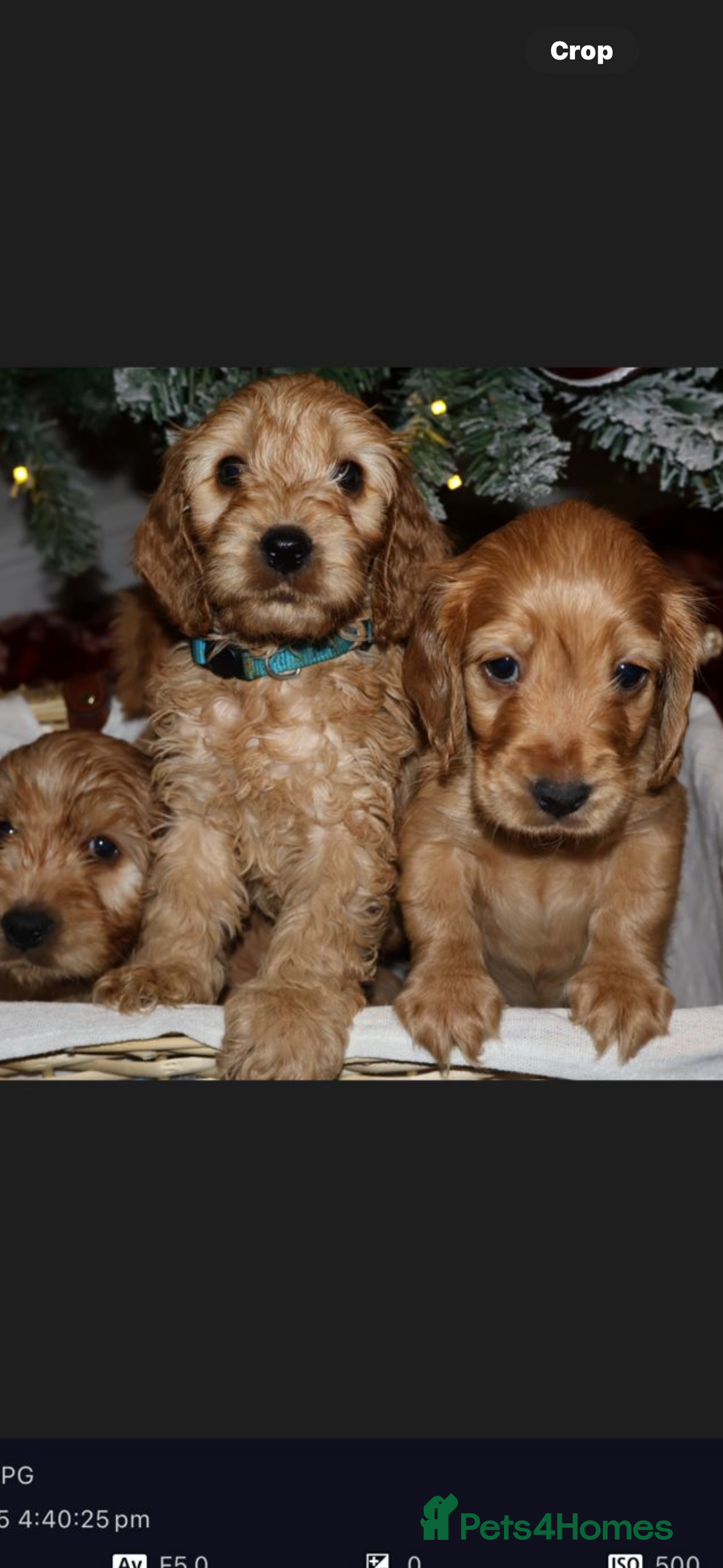 Cockapoo dogs for sale: F1 RARE VILLASPANIOL CHAMPION LINE  COCKAPOOS  - Advert 2