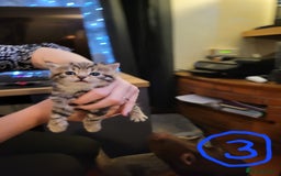 Mixed Breed cats for sale: Beautiful tabby kittens - Image 8