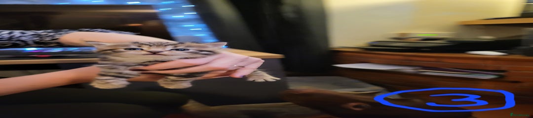 Mixed Breed Kitten 3