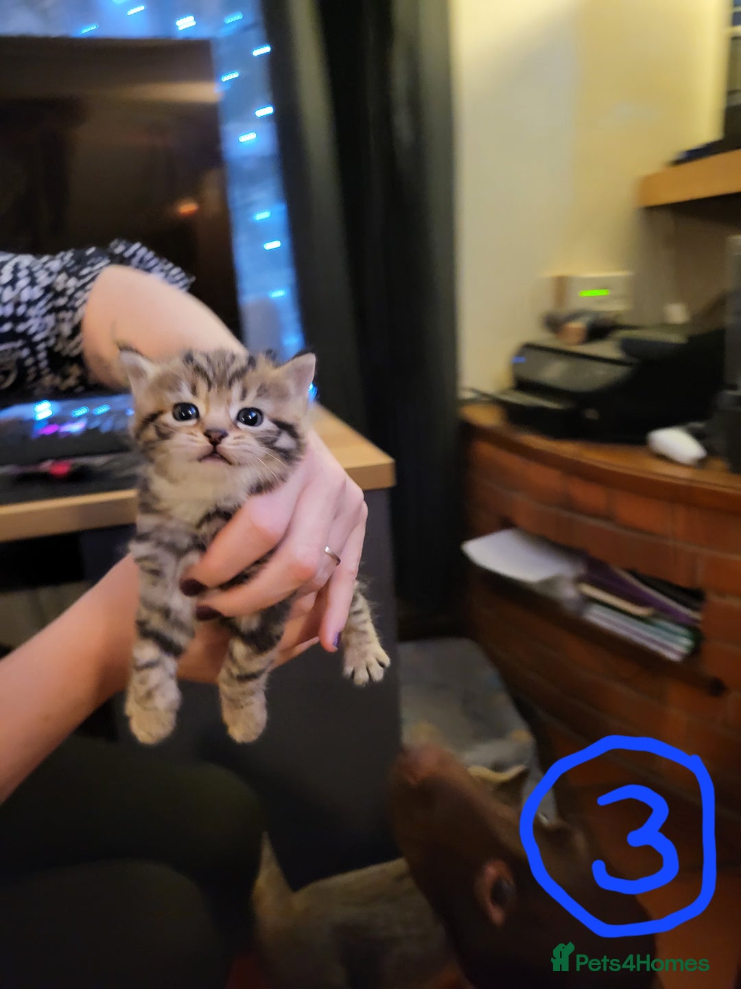 Mixed Breed cats for sale: Beautiful tabby kittens - Image 8