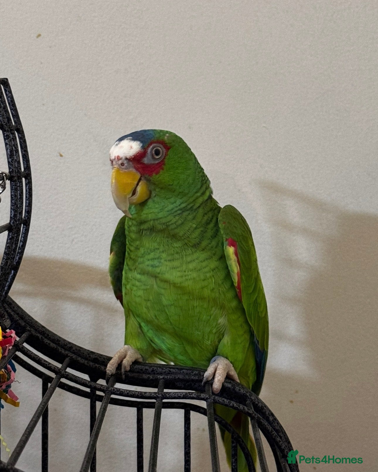 Parrots birds Amazon white fronted - Advert 11