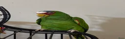 Parrots birds for sale: Amazon white fronted in Slough - Advert 1