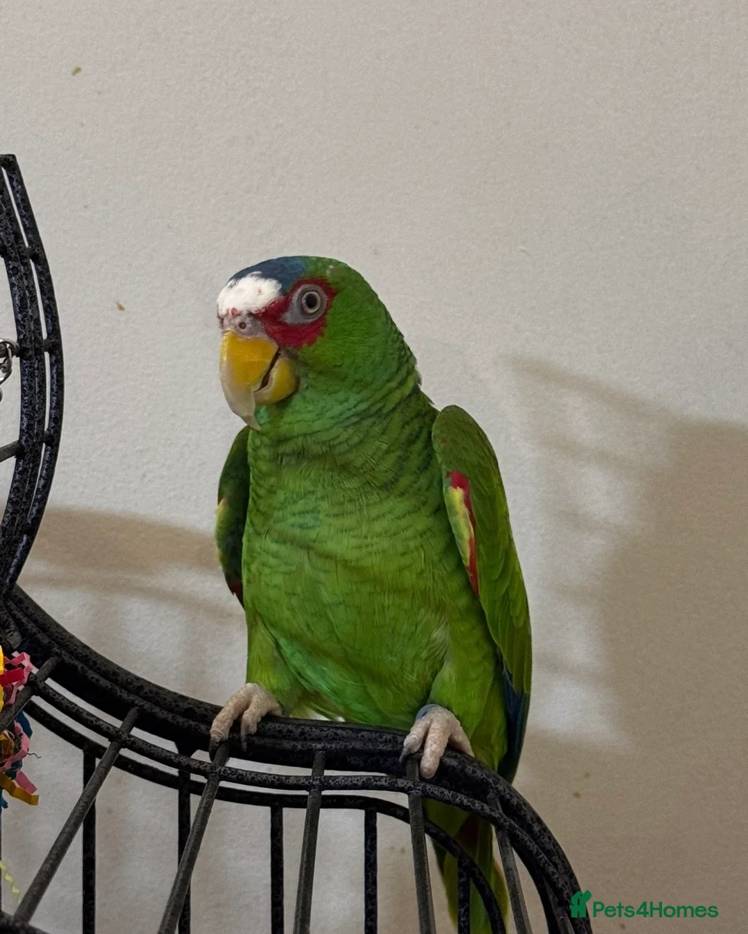 Parrots birds for sale: Amazon white fronted in Slough - Advert 1