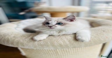 Ragdoll cats - Advert 16