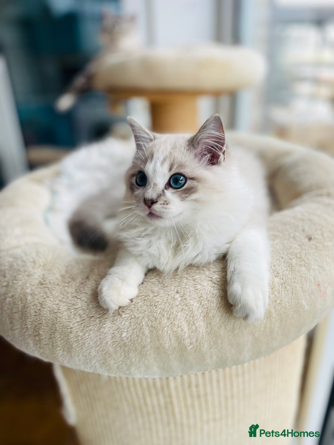 Ragdoll cats for sale: TICA registered mink and traditional ragdolls - Image 2