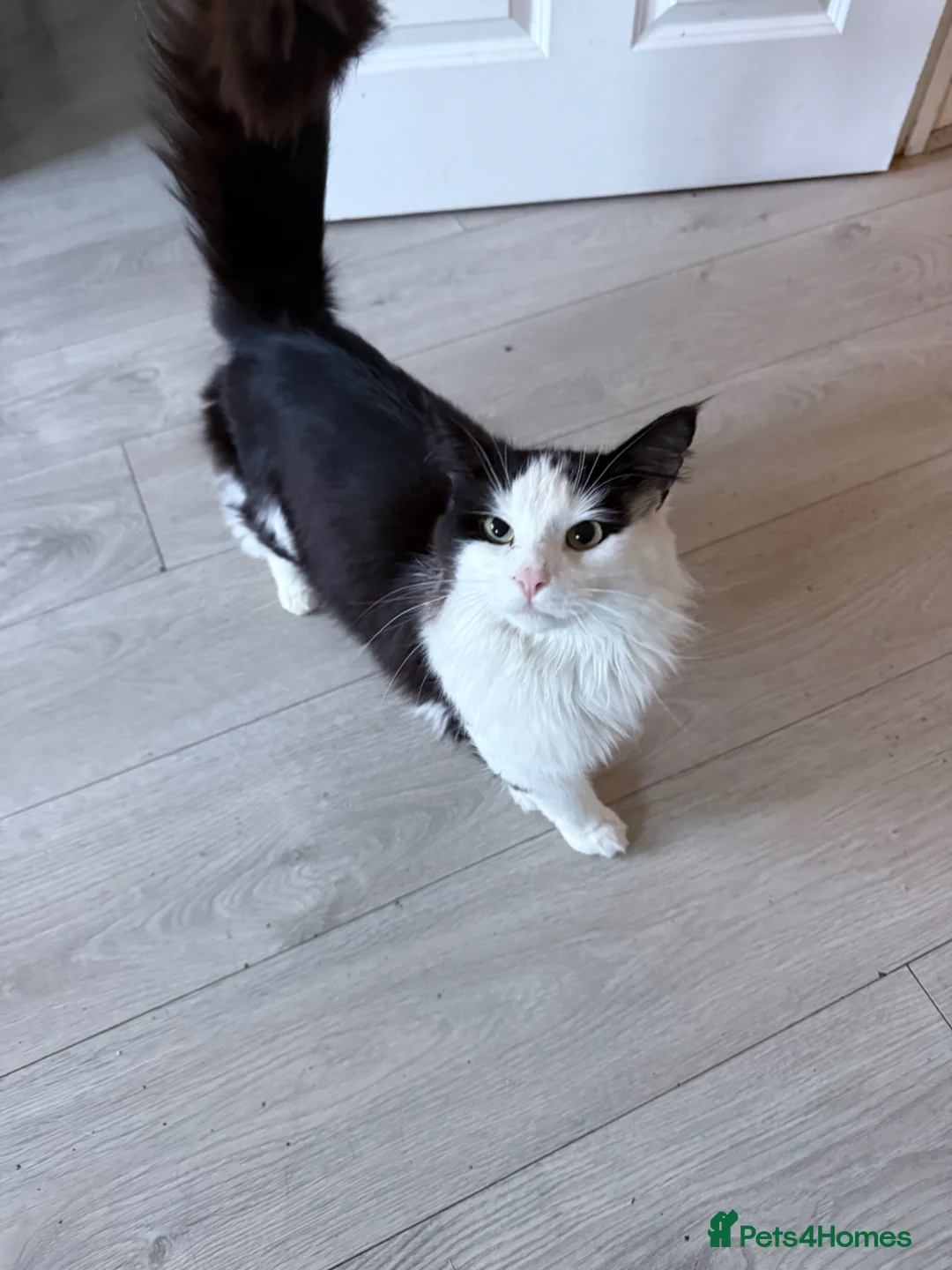 Norwegian Forest Cat cats for sale: Two male cats looking for forever home  in Eastleigh - Advert 5