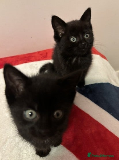Mixed Breed cats Two adorable black kittens - 1 male, 1 female. - Advert 12