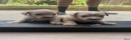 Jackapoo dogs for sale: Beautiful litter of f1 jackapoo puppies  - Advert 10