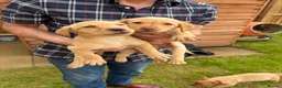 Labrador Retriever dogs for sale: Beautiful Labrador puppies - Advert 2