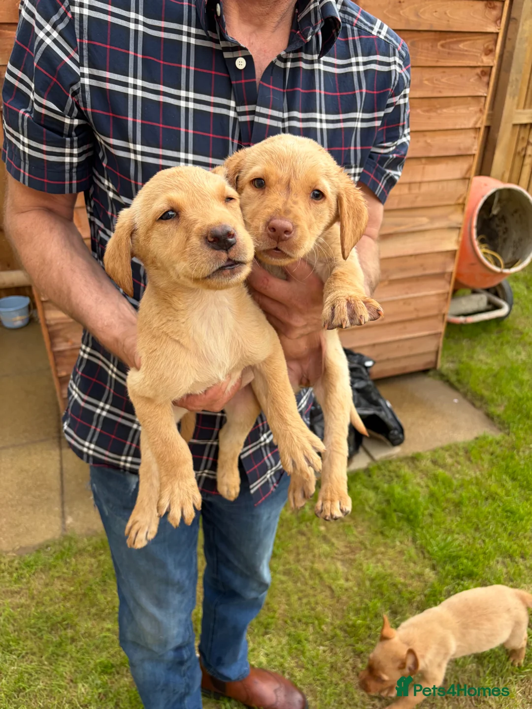 Labrador Retriever dogs for sale: Beautiful Labrador puppies - Advert 2