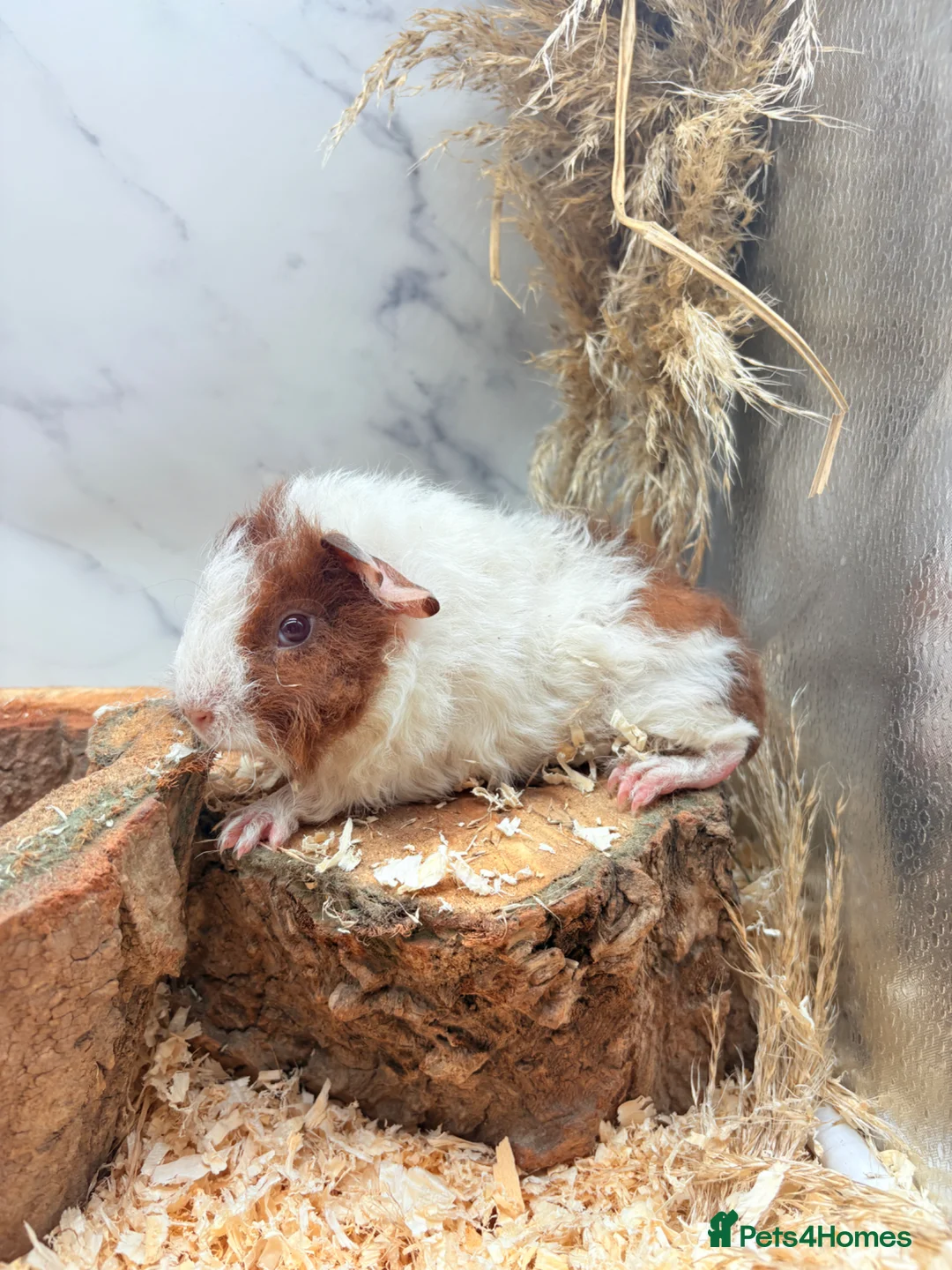 Guinea Pig rodents for sale:  Guinea Pigs For Sale 🩵 - Advert 3