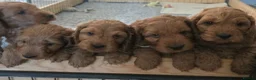 Cockapoo dogs for sale: Stunning f1 fox red cockapoos  - Advert 8