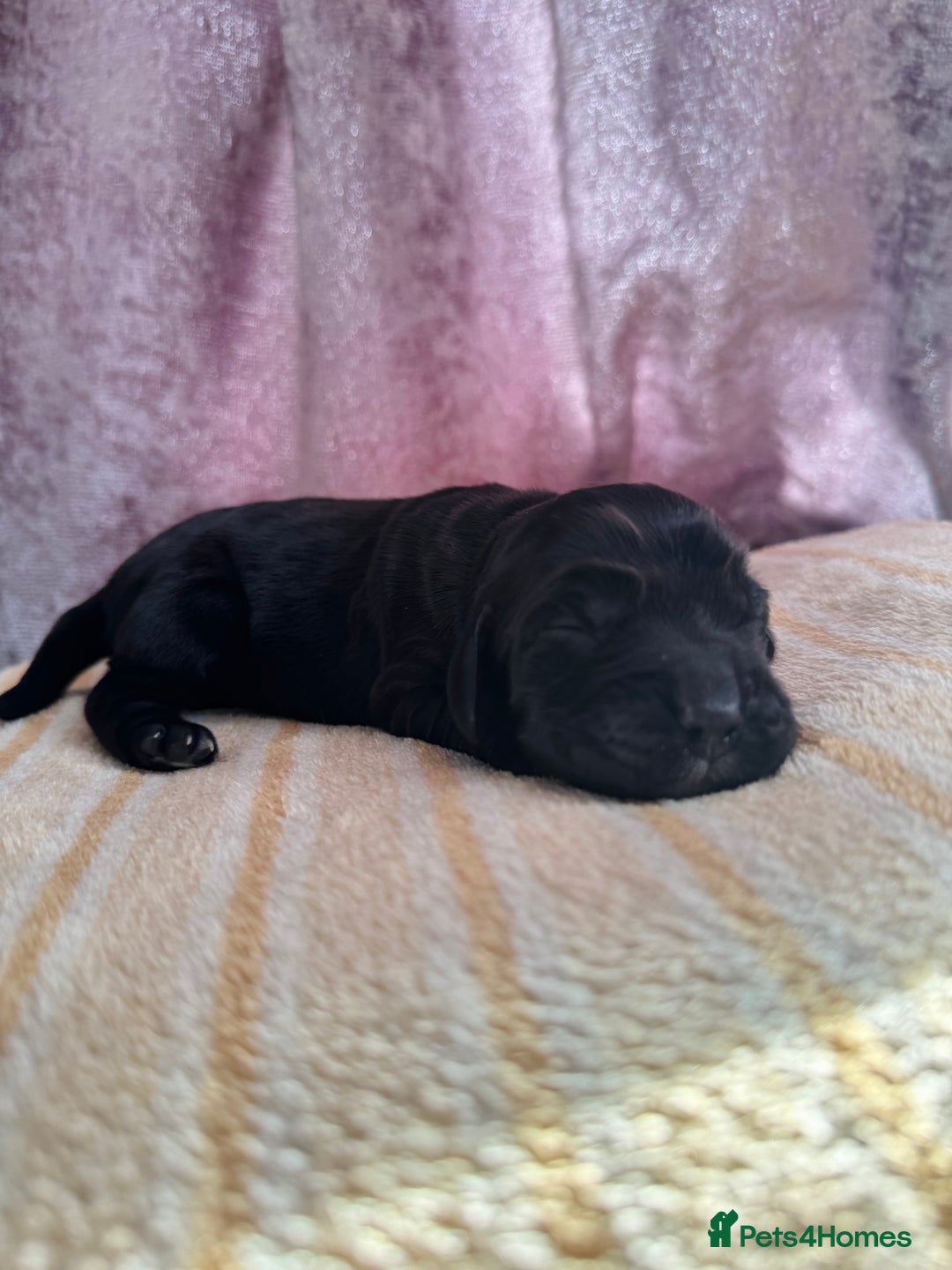 Cocker Spaniel dogs for sale: Show cocker spaniel puppies  - Advert 15