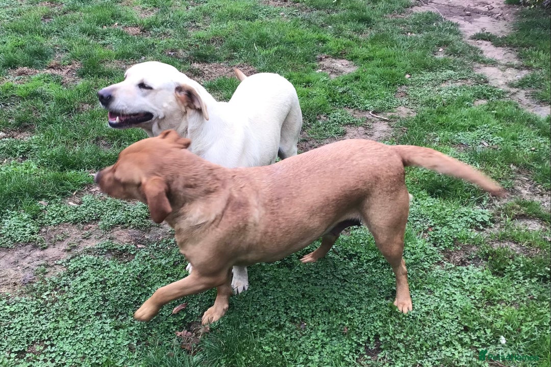Labrador Retriever dogs for sale: Beautiful Working Labradors  - Image 7