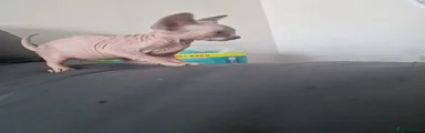 Sphynx 3
