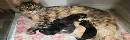 Maine Coon cats for sale: Ready Now.  Tica reg Maine coon kittens  - Advert 10