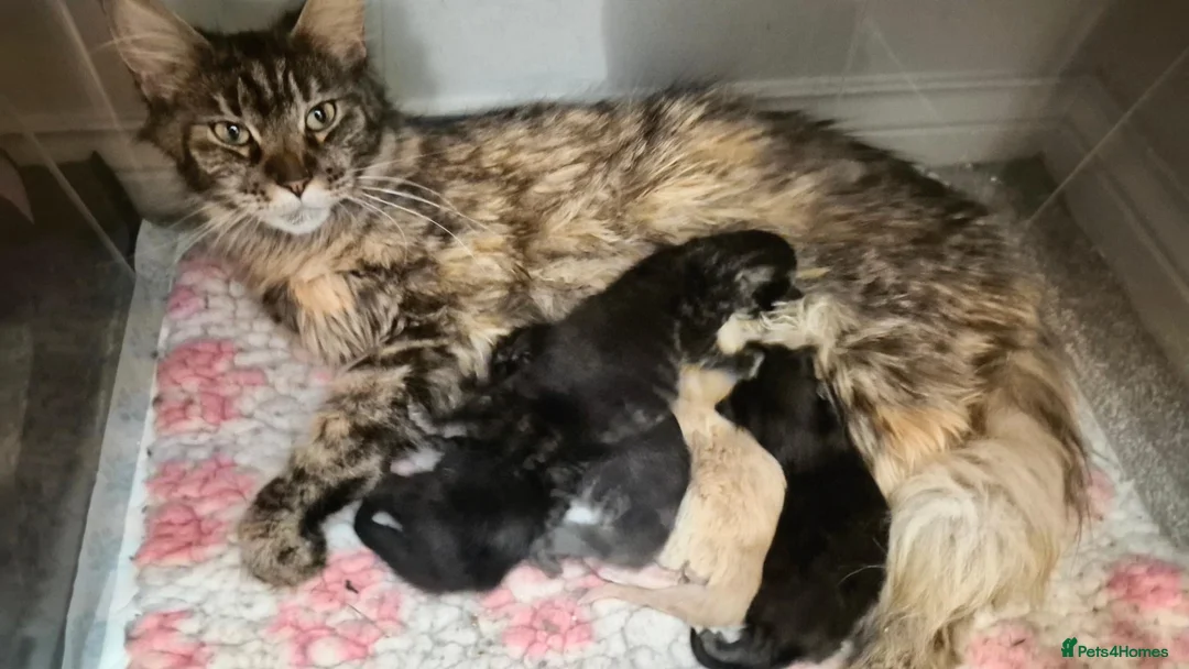 Maine Coon cats for sale: Ready Now.  Tica reg Maine coon kittens  - Advert 10