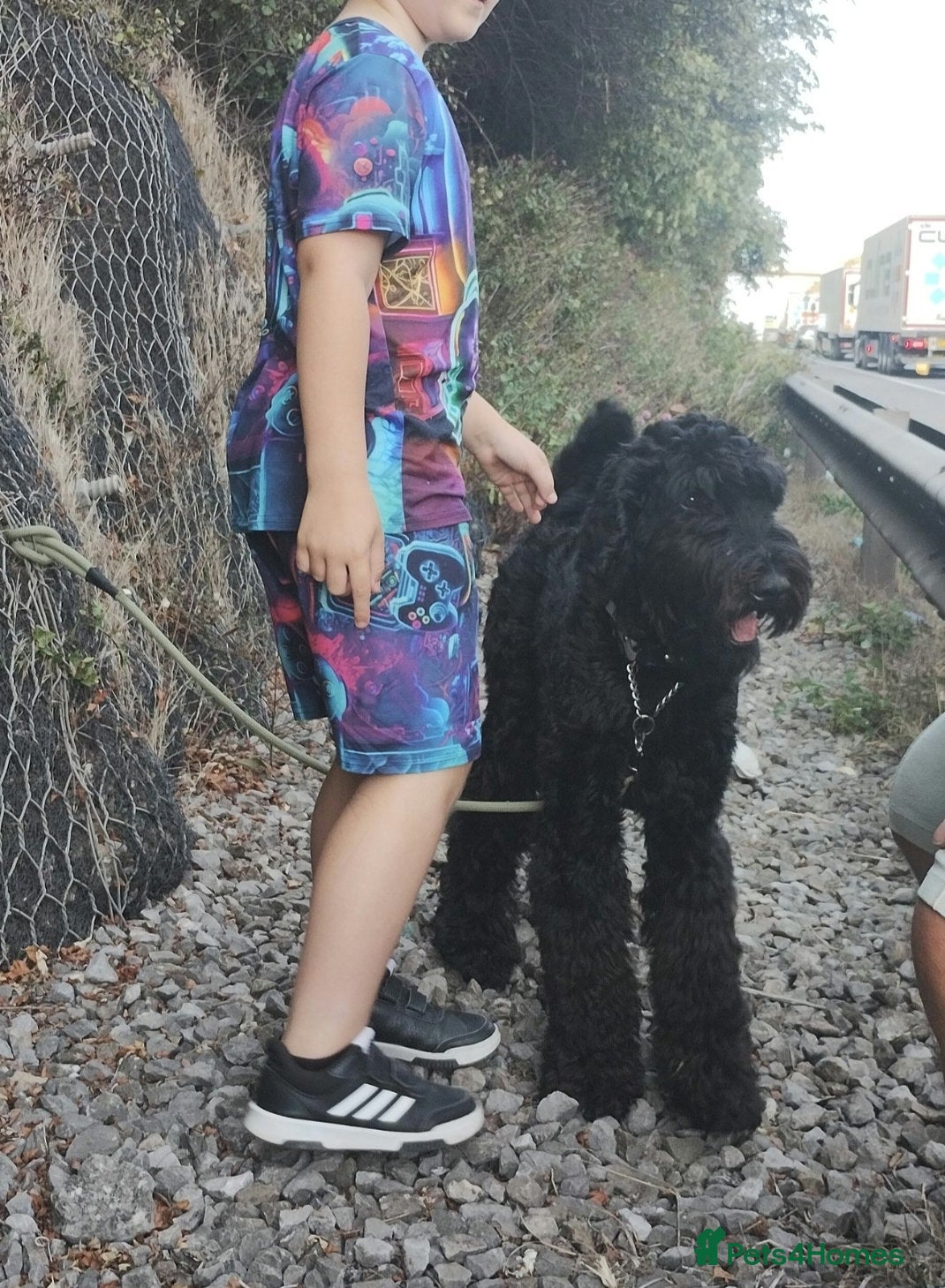 Mixed Breed dogs Giant schnauzer x standard poodle - Advert 1