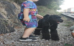 Mixed Breed dogs for sale: Giant schnauzer x standard poodle - Image 5