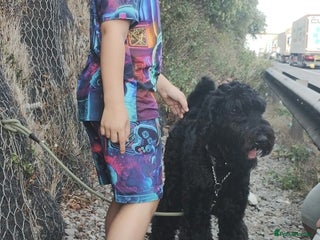 Mixed Breed dogs Giant schnauzer x standard poodle - Advert 7