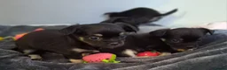 Chihuahua dogs for sale: Quality Longhair Chihuahua Puppies - Advert 30